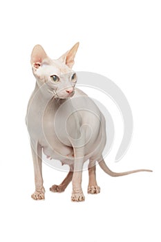 Sphynx hairless cat posing on a white background