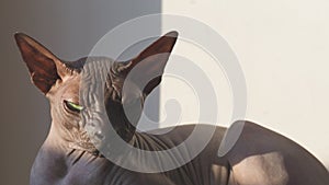 Sphynx hairless cat is resting. purebred pet. domestic animal