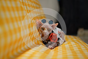 Sphynx Hairless cat wear glasses in clothes sit on yellow sofa hold red rose