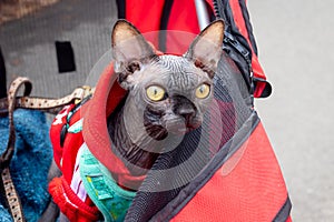 Sphynx hairless cat wearing sweater in a cart outdoor