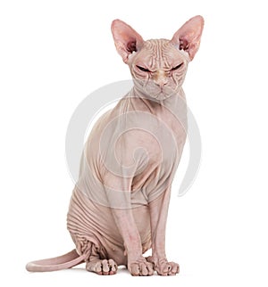 Sphynx Hairless Cat, 4 years old, against white background