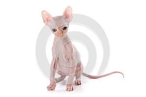 Sphynx kitten