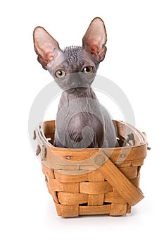 Sphynx kitten