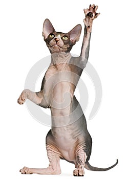 Sphynx kitten, 4 months old, reaching up