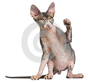 Sphynx kitten, 4 months old, sitting