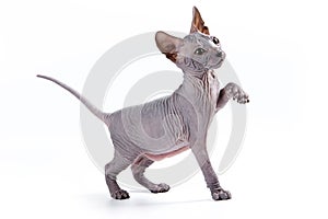 Sphynx kitten