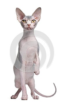 Sphynx kitten, 7 months old