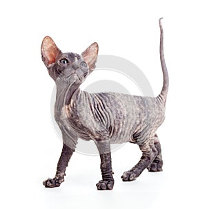 Sphynx kitten or cat isolated