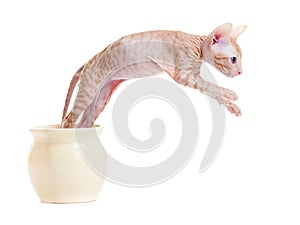 Sphynx kitten or cat jumping from jar