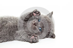 Sphynx kitten isolated on white.