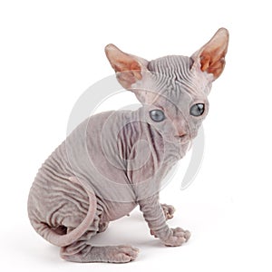 Sphynx kitten