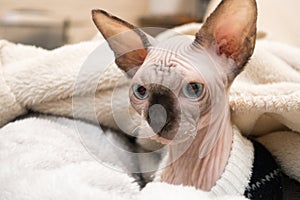 Sphynx kitten lying in blankets