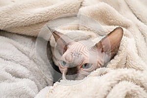 Sphynx kitten lying in blankets