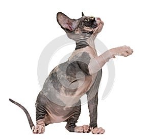 Sphynx kitten pawing up