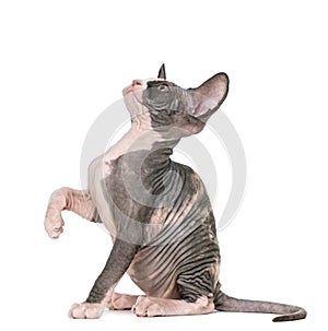 Sphynx kitten pawing up