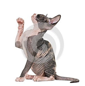 Sphynx kitten pawing up