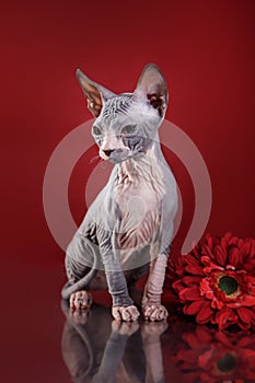 Sphynx kitten portrait