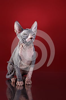 Sphynx kitten portrait