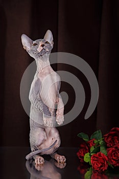 Sphynx kitten portrait