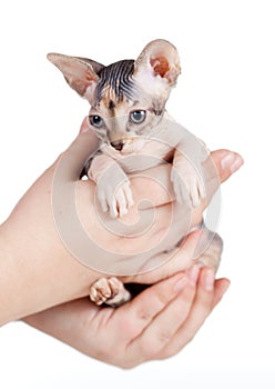 Sphynx kitten sitting in human hands