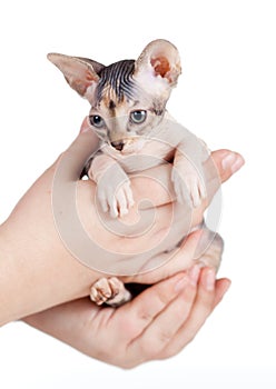 Sphynx kitten sitting in human hands