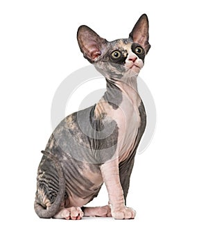 Sphynx kitten sitting