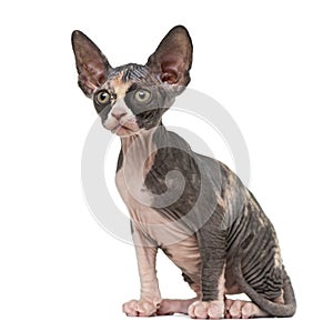 Sphynx kitten sitting and looking away