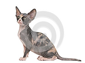 Sphynx kitten sitting and looking up