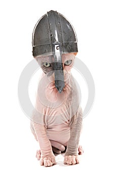 Sphynx Kitten wearing a norseman helmet photo