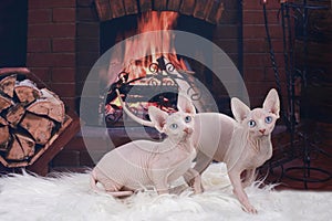 Sphynx kittens playing on the bedspread on the background of the fireplace