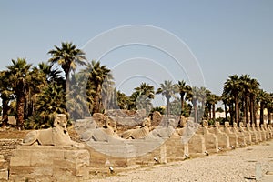 Sphynx line-up in Luxor