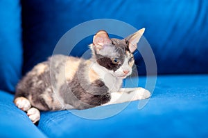 Sphynx mestizo kitten lies on the couch. Long-eared tricolor kitten, brush sphinx