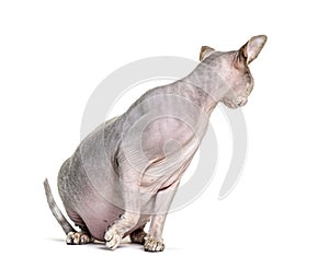 Sphynx sitting and looking backwards, isolated