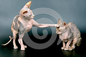 sphynxes