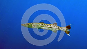Sphyraena barracuda photo