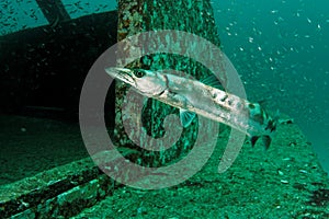 Sphyraena barrracuda - Andaman Sea