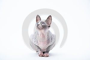 Sphyx cat York