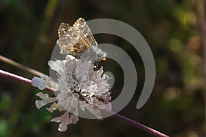Spialia orbifer - family of Hesperiidae butterflies,  macrophotography - butterfly on a pink flower photo