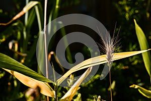 Spica ears wheat garden background photo