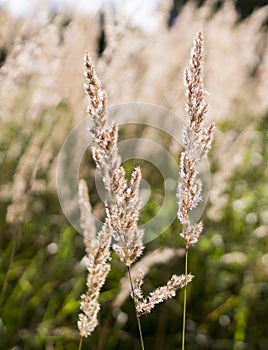 Spica floral closeup background, field summer backdrop