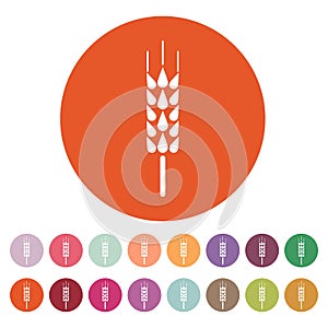 The spica icon. Wheat symbol. Flat