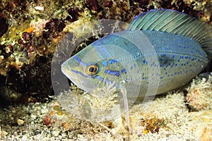 Spicara Smaris fish