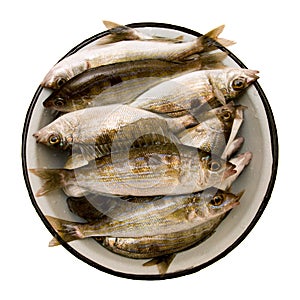 Spicara smaris in plate.