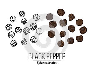 Spice collection, black pepper hand drawn