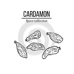 Spice collection, cardamon hand drawn