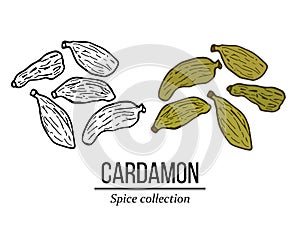 Spice collection, cardamon hand drawn