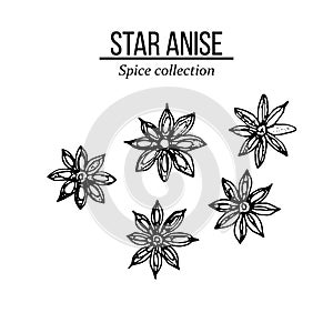 Spice collection, star anise hand drawn