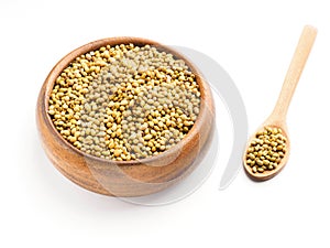 Spice coriander Coriandrum sativum seeds in wooden bowl and spoon isolated on white background