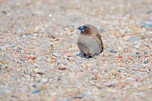 Spice Finch