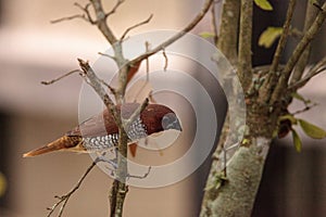 Spice finch bird Lonchura punctulata